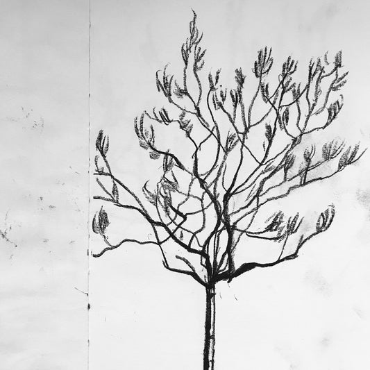 Olive tree drawing by Simon James of Standard Designs Ltd
